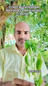 Image result for Micrococca mercurialis