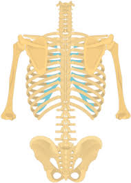 We did not find results for: Download Posterior View Of The Vertebral Column And Rib Cage Anatomy Png Image With No Background Pngkey Com