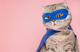 Before starting with the list of disney names for cats, it is worth nothing that here we will not only name the most famous disney cats, but we will include the funny cat names of all the cats present in these popular movies, so that lions, tigers and panthers will also appear you can get the disney tiger names. 200 Disney Cat Names A List Of Every Disney Name For Cats My Pet S Name