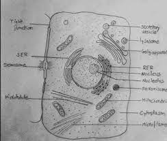 Draw and label a neat diagram of animal cell. Draw Neat And Clean Diagram Of Animal Cell And Label It Brainly In