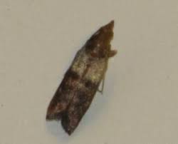 I helped my friend by totally taking everything out i tossed the food in boxes in the pantry cabinets and thought the ones flying around would just starve to death. How To Get Rid Of Pantry Moths In Your Kitchen Cupboards Pantry Moths Getting Rid Of Moths Kitchen Cupboards