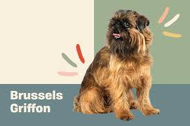 Puppies, started dogs, finished dogs, home of your next hunting partner and brag dog ! Brussels Griffon Dog Breed Information Characteristics Daily Paws