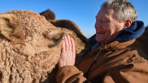 They aren't native to australia but we do have deserts. South Dakota Camel Farm Nativity Denny Post