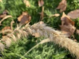 Image result for Cenchrus geniculatus