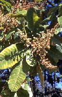 Image result for Diplolophium buchananii