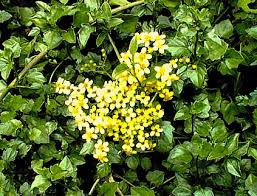 Image result for Senecio consanguineus