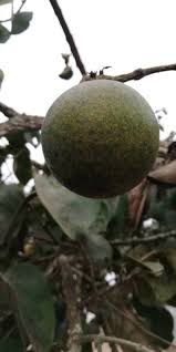 Image result for Strychnos pungens