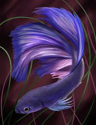 The copper betta fish is extremely iridescent, coming in an almost light gold, or deep copper color with some red, blue and purple metallic shines to them. Purple Betta Fish By Wildcard 91 On Deviantart