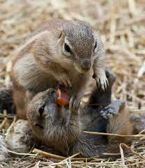 Zooborns Zooborns Baby Chipmunk Baby Animals Pictures