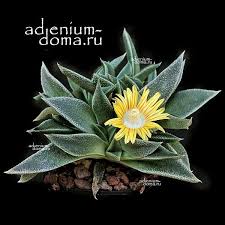 Image result for Nananthus aloides