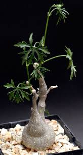 Image result for Cyphostemma barbosae