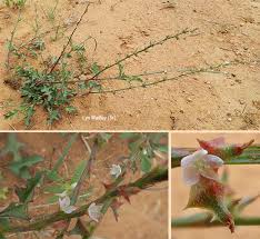 Image result for Oxygonum