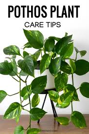 Using fertilizer is unnecessary, as pothos grows fast and it is optional. Epipremnum Aureum How To Care For Your Indoor Pothos Plant