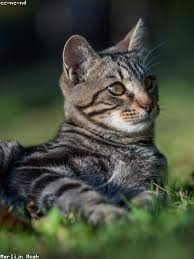 Draw the screen unlock pattern or enter the screen unlock password or pin to . How To Reset Coolpad Legacy