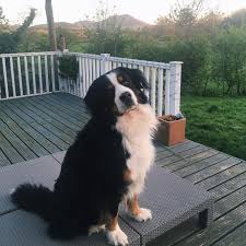 30 Beautiful Bernese Mountain Dog Names Dogtime Hunde Berner Sennenhund Sennenhund