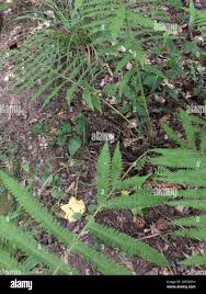 Image result for Christella hispidula