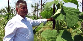 Arborii sunt esenţiali vieţii pe. Un Primar Din Romania AcuzÄƒ O Å£eapÄƒ MasivÄƒ Cu PlantaÅ£iile De Arbori Paulownia