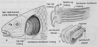 Pada saat respirasi, tumbuhan pun menyerap oksigen untuk bernapas dan pada umumnya diserap melalui stomata. Makalah Sistem Respirasi Pada Ikan Pdf Download Gratis