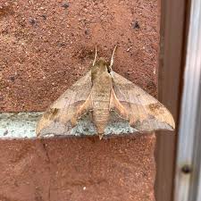 Image result for Disperis virginalis