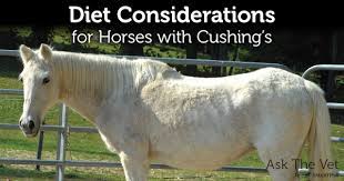 Diet Considerations For Horses With Cushing S Smartpak Blog