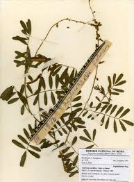 Image result for Tephrosia noctiflora