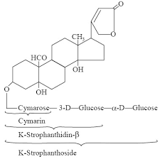 Image result for Strophanthus kombe