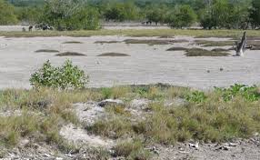 Image result for Inhambanella henriquesii