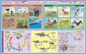 953 Animales Oviparos Viviparos Y Ovoviviparos Animales Oviparos Animales Patrones De Letras
