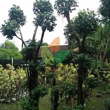 Jual Tanaman Beringin Dolar Untuk Taman