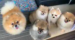 Pomeranian Puppies Singapore Classifieds