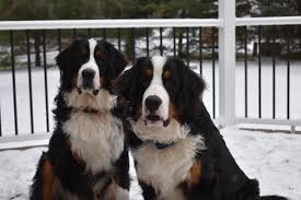 They're average guard dogs and can be quite it may be surprising to know, but adopting a bernese mountain dog puppy is possible. Missing Bernese Mountain Dogs Remain At Large News The Independent Massillon Oh