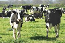 Dairy Grazing Pasture Walk: Scales Mound