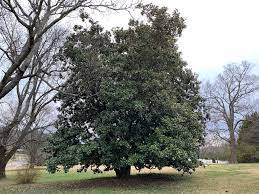 Magnolias are one of the most beloved flowering trees you can plant in your garden, and with good magnolias are good as strictly ornamental plants, though they do produce berries that the birds enjoy. Curious Nashville A Question About Magnolia Trees Can Tell You A Lot About The City Wpln News Nashville Public Radio