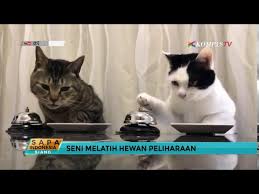 Kucing memiliki berbagai warna, ukuran, dengan rambut, tanpa rambut, dan dengan atau tanpa ekor. Kucing Pencet Bel Untuk Minta Makan Youtube