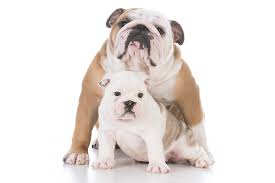 At about three weeks, begin offering the kitten its milk replacement in a shallow dish. Schedules And Guides For Feeding Puppies
