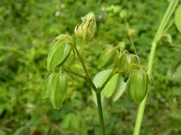 Image result for Oxalis barrelieri