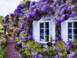 Houses Floral House Nature Colorful Flowers Coloured Photography Architecture Windows Beauty Houses Beautiful Purple Green Wisteria Tree Plants Trees To Plant