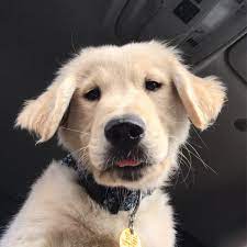 12 Week Old Golden Retriever Puppy Jasperthefriendlygolden On Instagram Old Golden Retriever Retriever Puppy Golden Retriever