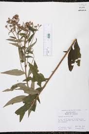Image result for Vernonia madefacta