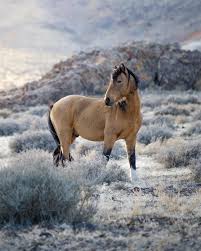 See more ideas about horses, buckskin horse, beautiful horses. A Beautiful Buckskin I Found Roaming Around Today Horses