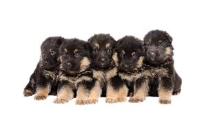 If you are unable to find your german shepherd dog puppy in our puppy for sale or dog for sale sections, please consider looking thru thousands of german shepherd dog dogs for adoption. 500 German Shepherd Puppies Online Shopping