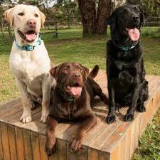 Discuss anything and everything related to adopt me here! Adopt A Labrador Labrador Rescue Australia