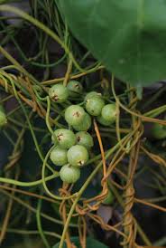 Image result for Cassytha pondoensis