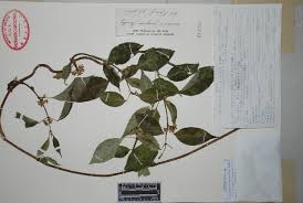 Image result for Marsdenia macrantha