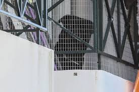 Βρέφος δυο μηνών βρήκε τραγικό θάνατο όταν δέχτηκε επίθεση από το ροτβάιλερ της οικογένειας. Prin Arxisete Tis Katares Gia To Rotbailer Diabaste Ayto Mikropragmata