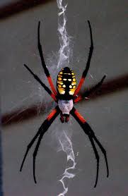 Black And Yellow Striped Spider Europe Pixiewinks Spider Arachnids Spiders Beautiful Bugs