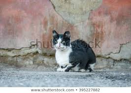 Pin On Cute Cats