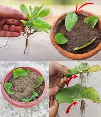 Image result for Bryophyllum