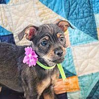 Five months of age and younger: Phoenix Maryland Chihuahua Meet Sally A For Adoption Https Www Adoptapet Com Pet 27408557 Phoenix Maryland Chihuahua Chihuahua Pets Pet Adoption