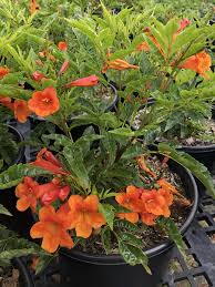 Image result for Tecoma